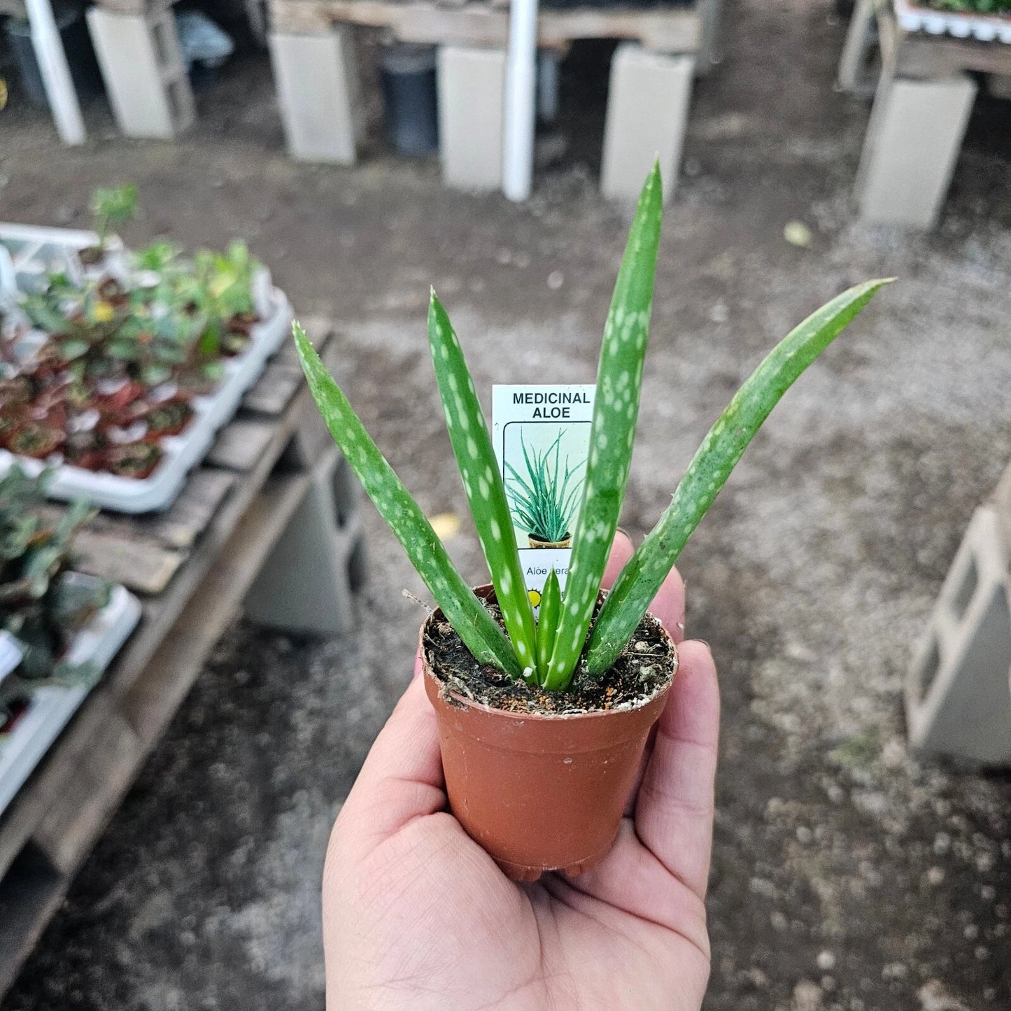 Aloe Vera Live Plant - 2in Succulent - Aloe Barbadensis - Easy to Grow Indoor Plant