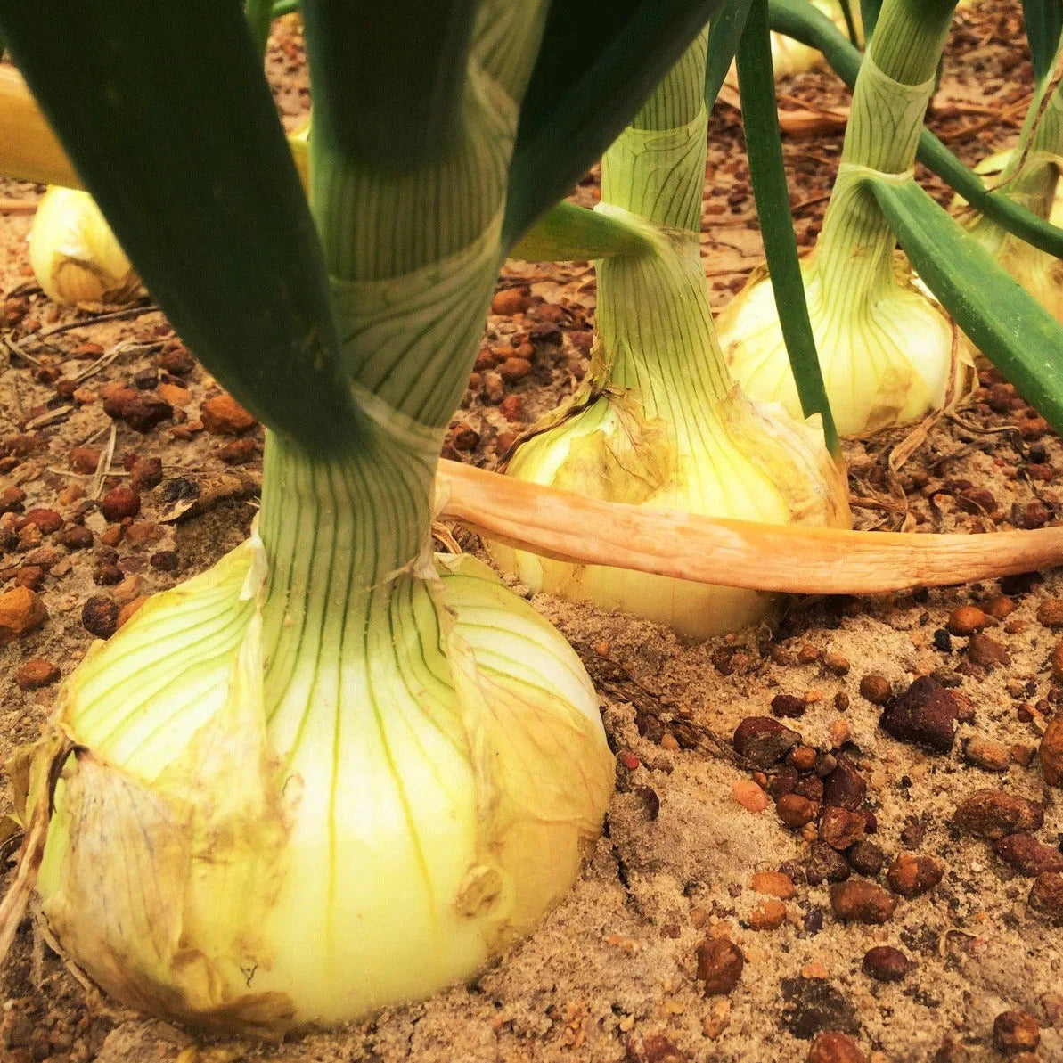 Vidalia Onion Seeds - 200+ Count - Yellow Granex Variety - Allium cepa - Ideal for 2025 Planting