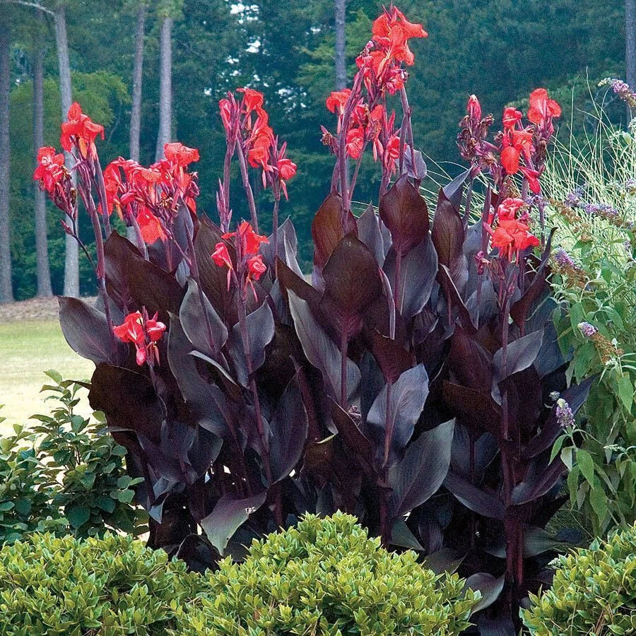 Canna Lily Bulb, Tall Plant, Red Flowers, Purple Leaves, Canna indica, Zones 6-10, Tropical Garden Focal Point