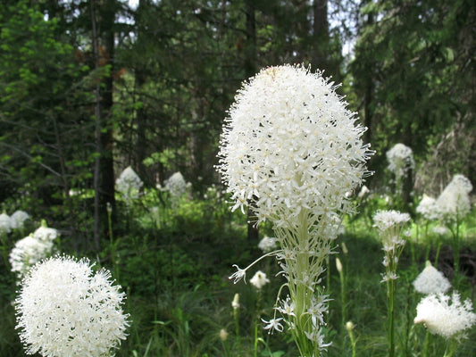 Bear Grass Seeds, 100 Count, Xerophyllum tenax, Native Perennial Plant for Landscaping and Erosion Control