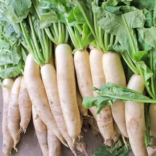 Daikon Radish Seeds 1/4 LB, Extremely Large Variety for Deer Food Plot, Raphanus sativus