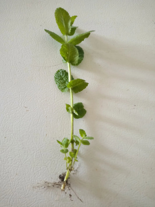 Apple Mint Cuttings - 5 Wooly Mint Plants (Mentha suaveolens) - Ready to Plant, Aromatic Herb for Gardens and Containers