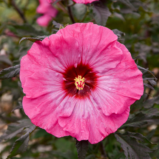 Bush Hibiscus Plant, 2.5" Pot, Inner Glow Big Pink Flower, Hibiscus rosa-sinensis