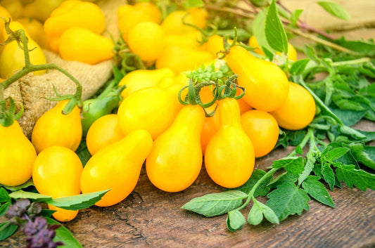 50 Yellow Pear Tomato Seeds - Perfect for Salads, High Yield - Solanum lycopersicum