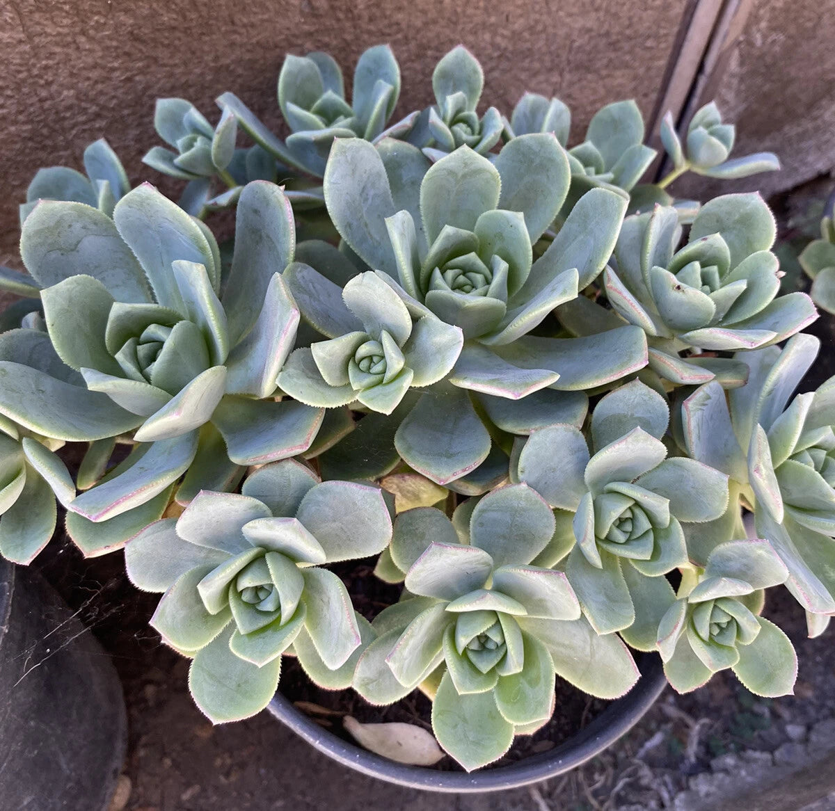 Aeonium Haworthii Pinwheel Succulent Cuttings - 10 Pack, Green Rosette Variety, Indoor Plant Decor