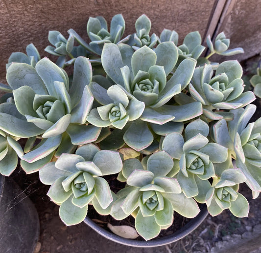Aeonium Haworthii Pinwheel Succulent Cuttings - 10 Pack, Green Rosette Variety, Indoor Plant Decor