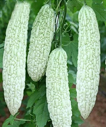 Bitter Gourd Seeds - 10+ White Skin Bitter Melon Seeds (Ku Gua) - Asian Vegetable Seeds - High Germination Rate