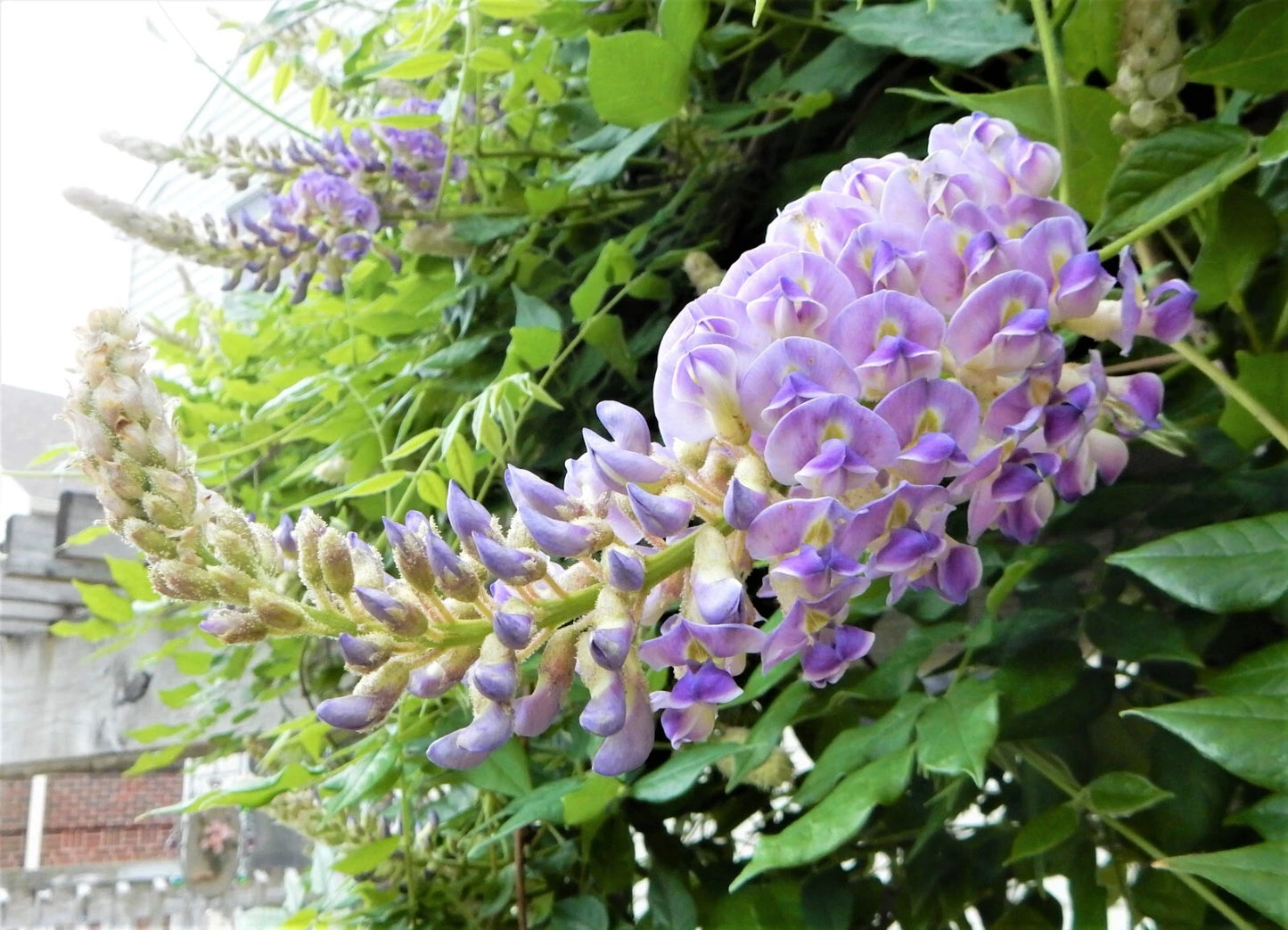Blue Moon Wisteria Plant - 6" to 10" Tall - Wisteria Macrostachya "Blue Moon" - Beautiful Purple Flowers