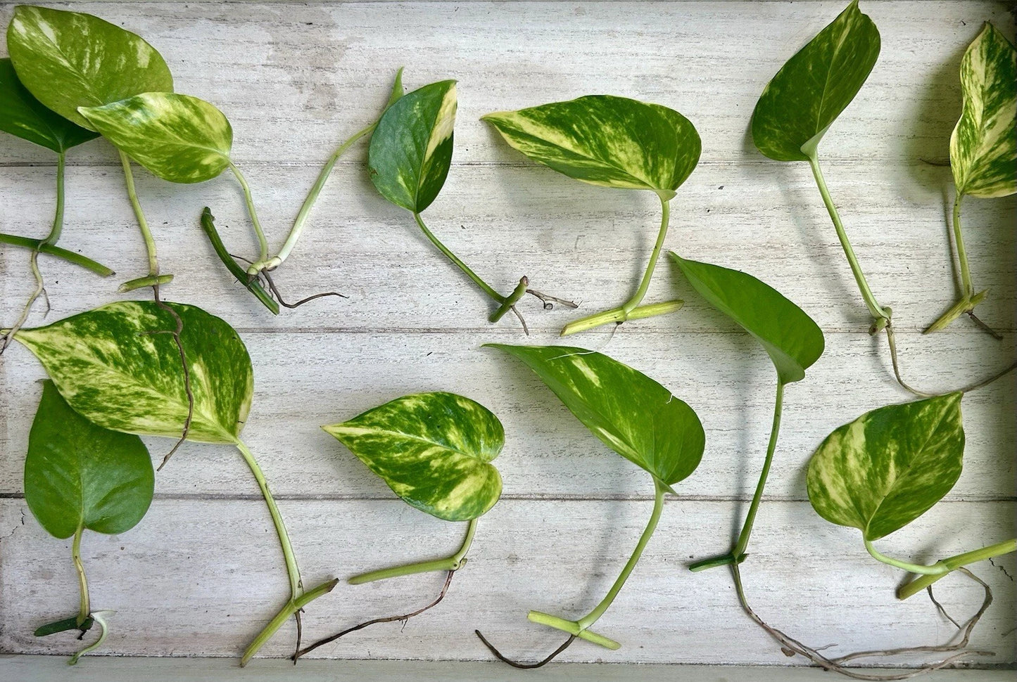 Single Leaf Pothos Cuttings - 20 Count - Healthy Roots - Epipremnum aureum