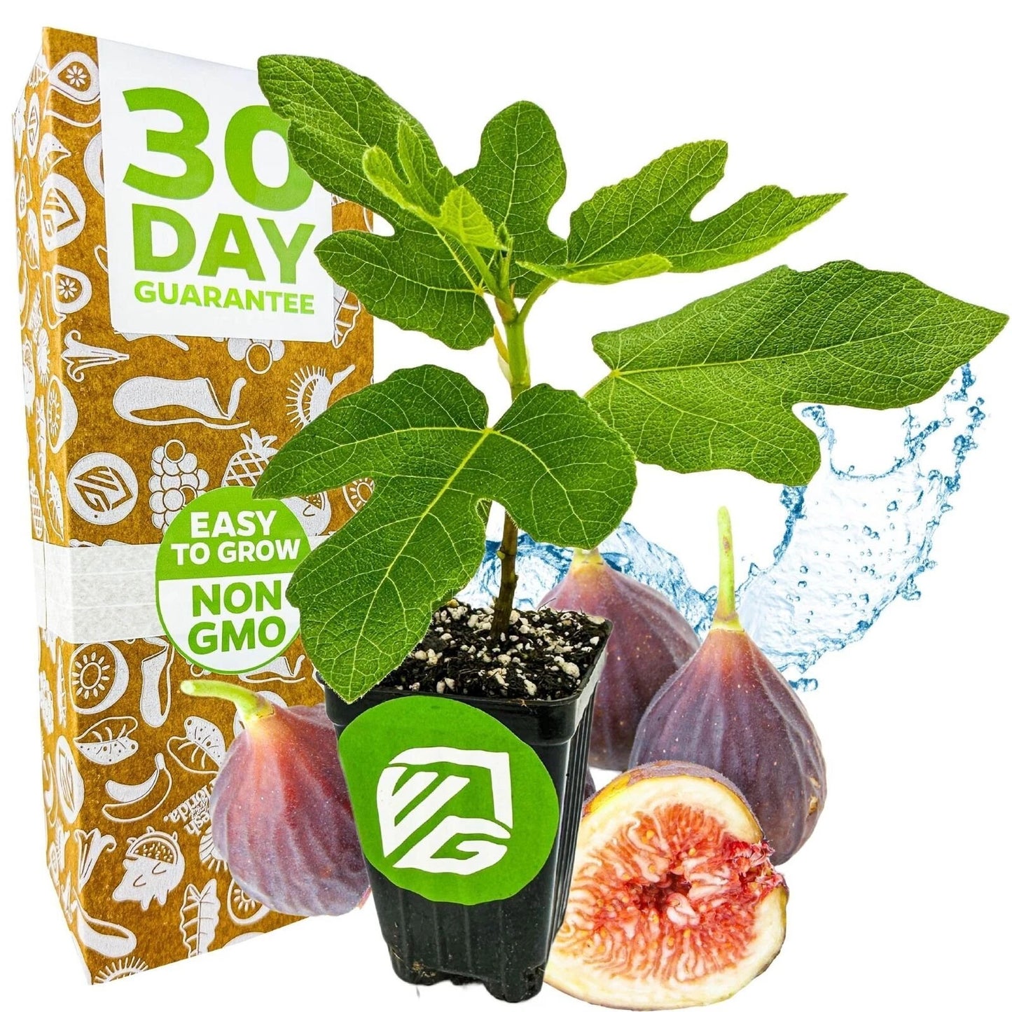 Chicago Hardy Fig Tree - 3-Inch Live Plant - Ficus carica - Brand New Indoor/Outdoor Plant in Pot