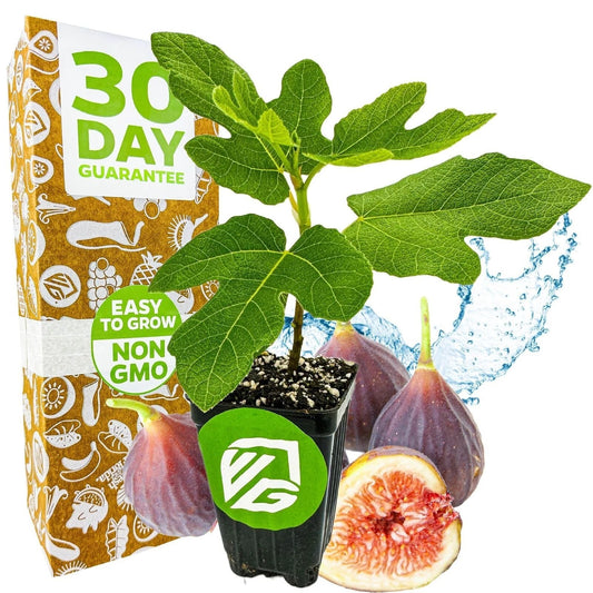 Chicago Hardy Fig Tree - 3-Inch Live Plant - Ficus carica - Brand New Indoor/Outdoor Plant in Pot