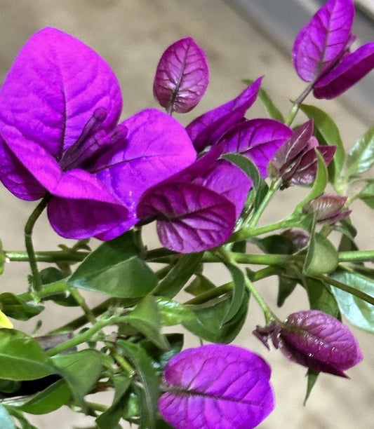 Bougainvillea Plant 20" Purple Live Shrub Vine Bush Bonsai