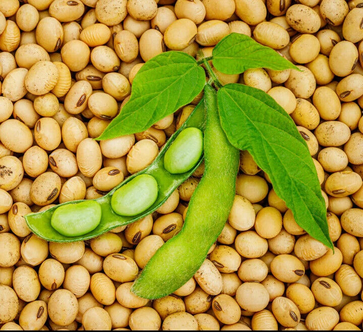 Bulk Soy Bean Seeds | USA Vegetable Soybeans for Planting or Eating | Cover Crop 2025 | Glycine max
