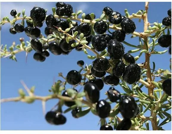 Black Goji Berry Seeds - 35 Pack, Himalayan Black Wolfberry ~Lycium ruthenicum~ Rare Plant Variety