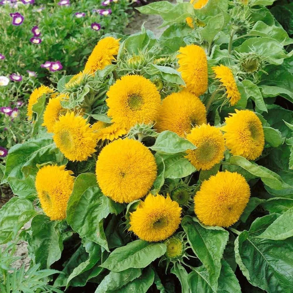 Double Dwarf Sunflower Seeds - 50+ Dwarf Teddy Bear - Sungold - Helianthus annuus