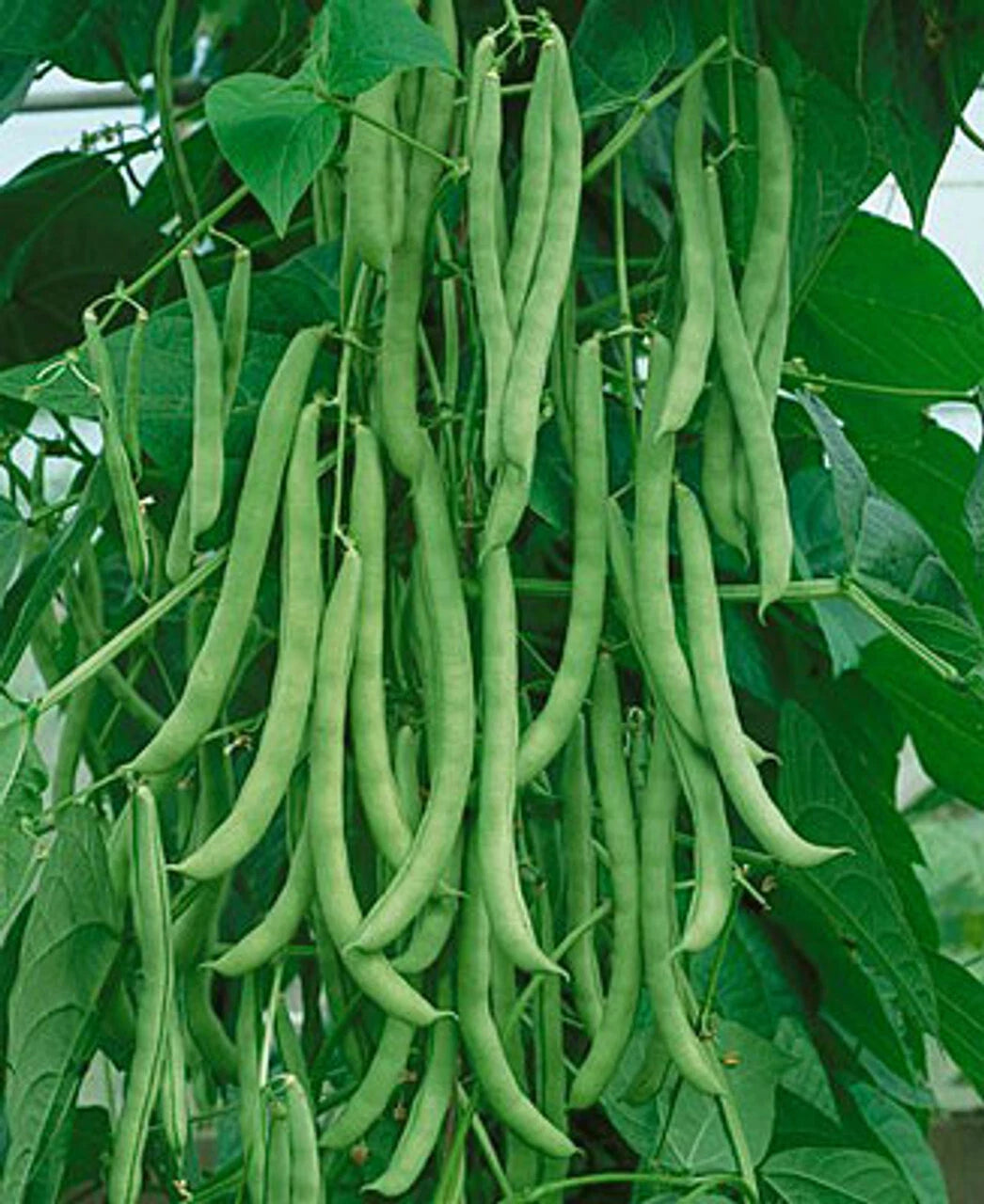 Kentucky Wonder Pole Green Bean Seeds, NON-GMO, High Yielding, Organic Gardening, Phaseolus vulgaris