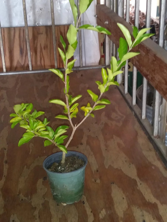 Acerola Cherry Tree Plant 12" Live Pesticide-Free Barbados Malpighia emarginata