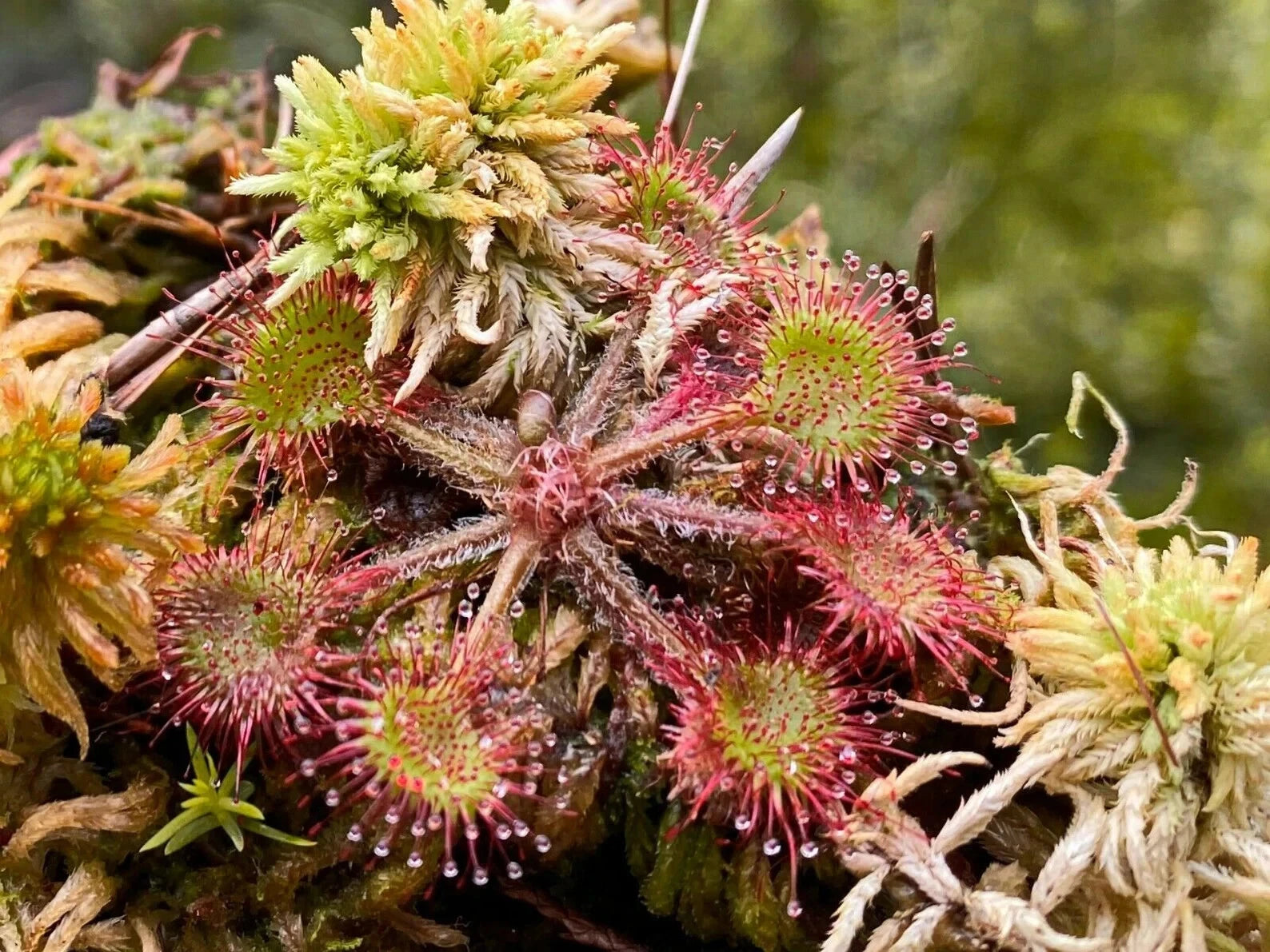 3X Live Drosera Rotundifolia - Round Leaved Sundew - Bare Root - Mature Plant