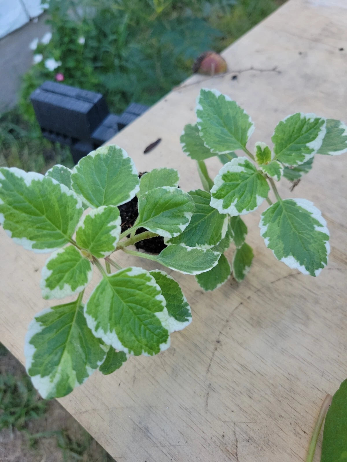 Variegated Cuban Oregano Plant 5 Inches - Mexican Mint, Spanish Thyme - Well Rooted, Plectranthus amboinicus