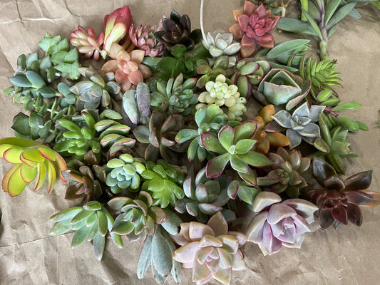 40 Healthy Plant Cuttings - Colorful & Cute Variety - Perfect for Gardening - Ideal for Planting Projects