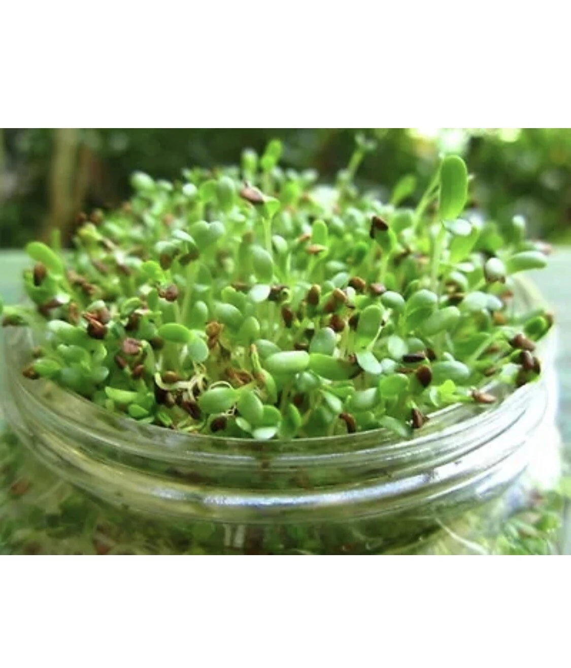 Alfalfa Sprout Seeds 100 Count Organic Non-GMO Medicago Sativa Microgreens Easy to Grow