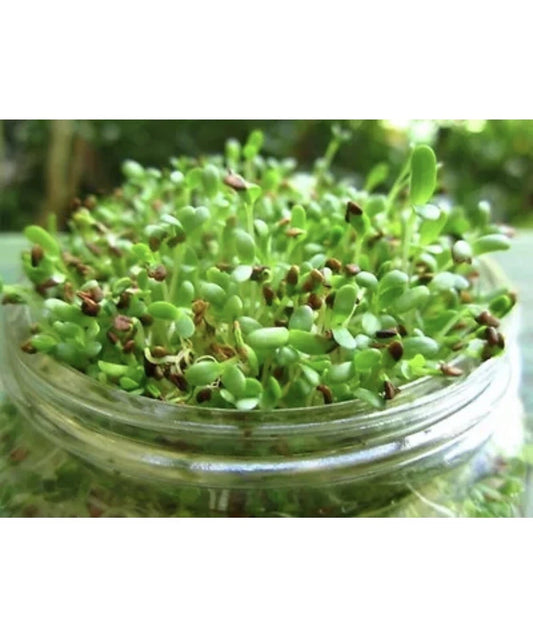 Alfalfa Sprout Seeds 100 Count Organic Non-GMO Medicago Sativa Microgreens Easy to Grow