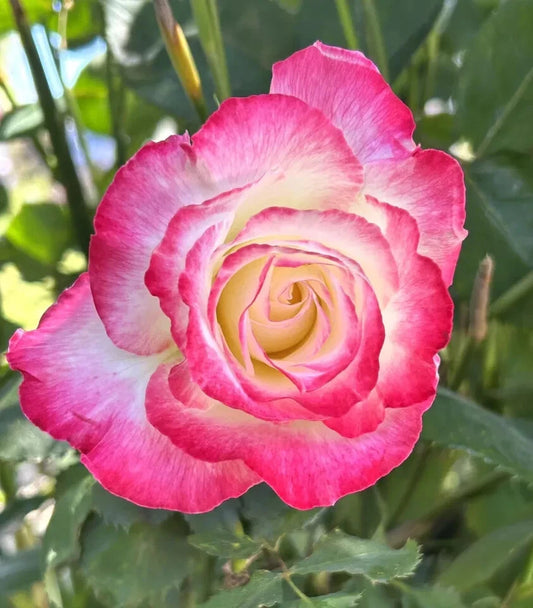 Large Fragrant Double Delight Rose - 5 Stems for Planting - Rosa 'Double Delight' - USA