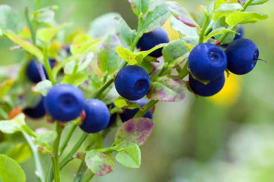 Bilberry Seeds - 30+ Seeds - Dwarf Shrub - Vaccinium myrtillus - Free Shipping - US Seller
