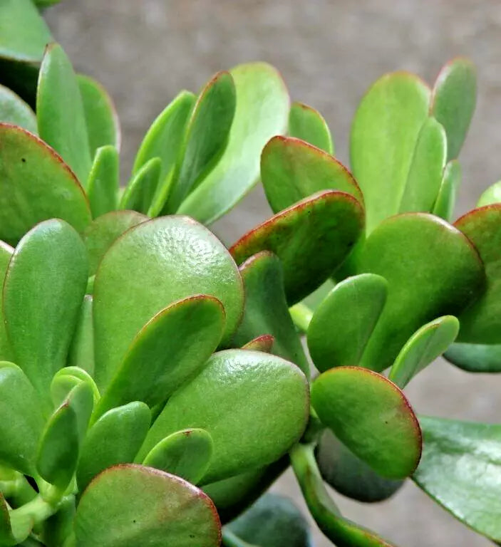 Succulent Crassula Ovata 4-6" Green Jade Money Plant Tree White Blooms