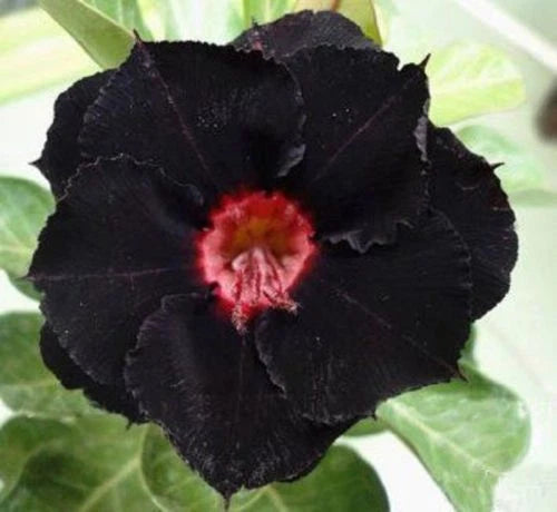 Black Red Desert Rose Seeds - 4 Pack Adenium Obesum - Exotic Perennial Flower Seeds for Garden Enthusiasts
