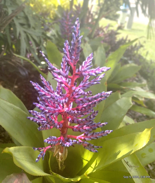 Aechmea Blue Tango Bromeliad Plant Offshoot - Tropical Rooted Houseplant - Unique Indoor Decoration - Aechmea 'Blue Tango'