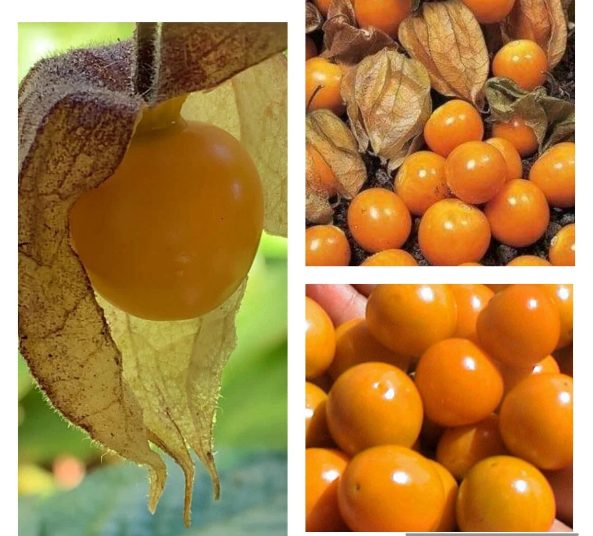 Hawaiian Giant Poha Berry Seeds - 100+ Seeds | Golden Ground Cherry | Physalis Peruviana