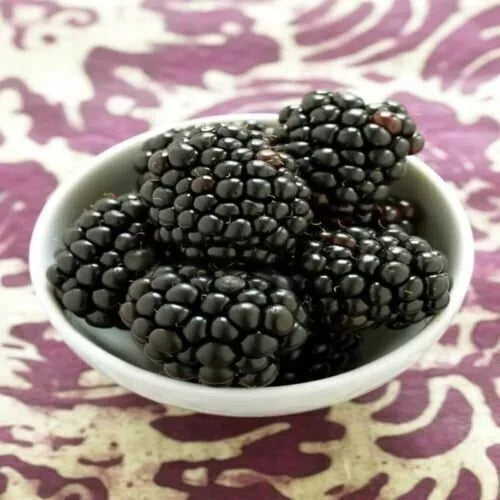 Kiowa Blackberry Plant - 3-Inch Pot - Rubus fruticosus - Live Fruit-Bearing Plant for Garden or Container