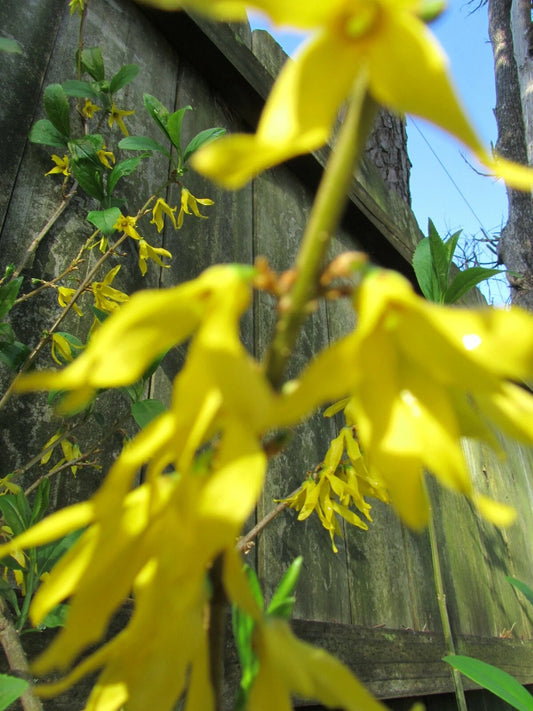 5 Cuttings Yellow Bell Forsythia - Hardy Ornamental Bush Perennial - Forsythia x intermedia