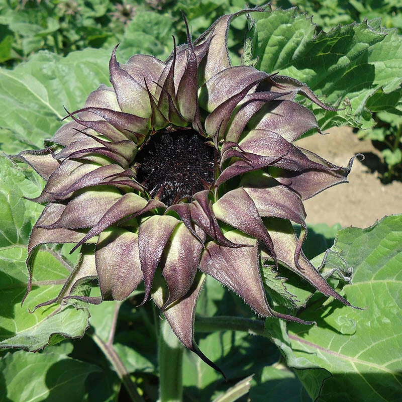 Sunflower Seeds - Sunfill Purple Variety - Fresh Seed - Helianthus ...