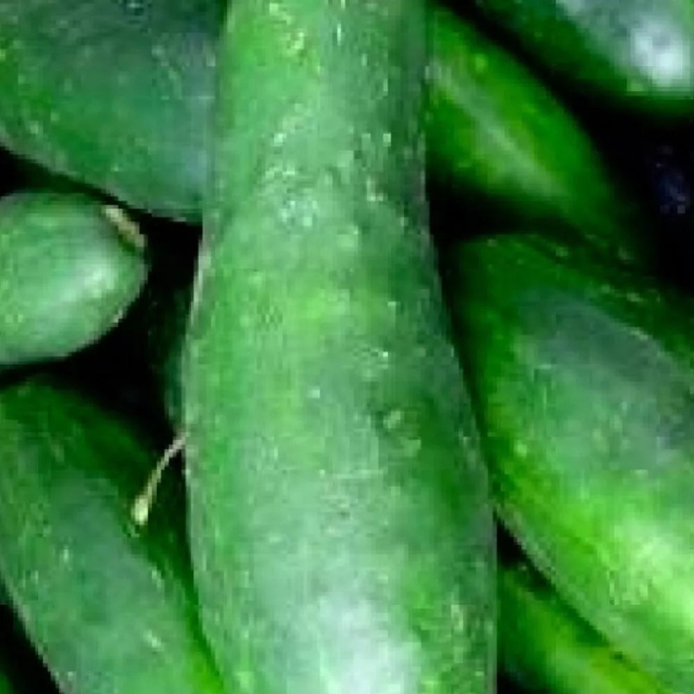 Ashley Cucumber Seeds | Heirloom NON-GMO Seeds | Organic Garden Variety | Cucumis sativus