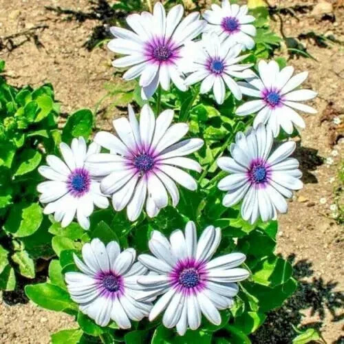 Cape Daisy Flower Seeds - 101 Pack - Drought Tolerant African Wildflower - Dimorphotheca sinuata