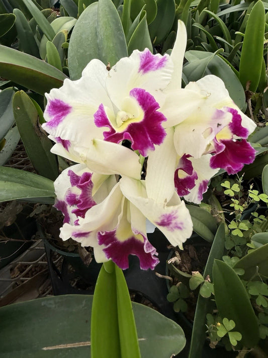 Cattleya Orchid Plant with Buds - 3 Stem Variety - 3-Inch Pot - Surprise Colors - Beautiful Indoor Flowering Plant
