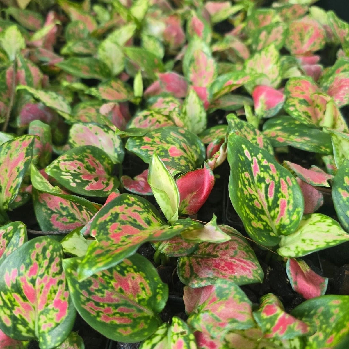 aglaonema red chinese Diamond Red Chinese Evergreen Plant - 2.5" Pot - Aglaonema