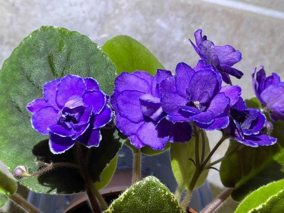 African Violet Leaves - 2 Count - Buckeye Exotic Dancer - Saintpaulia ionantha