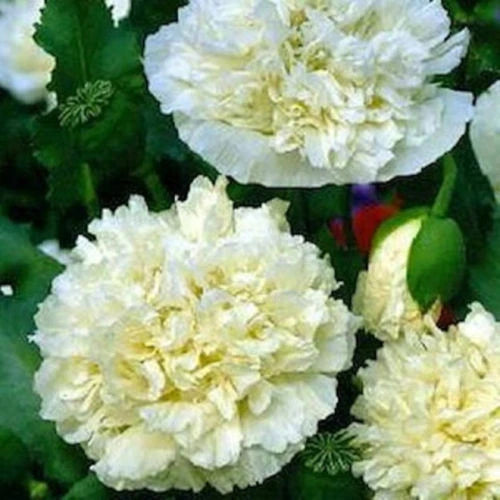 105 Seeds Cream Peony Poppy, Papaver paeoniflorum, Non-GMO Flower Seeds for Garden, Easy to Grow Poppies