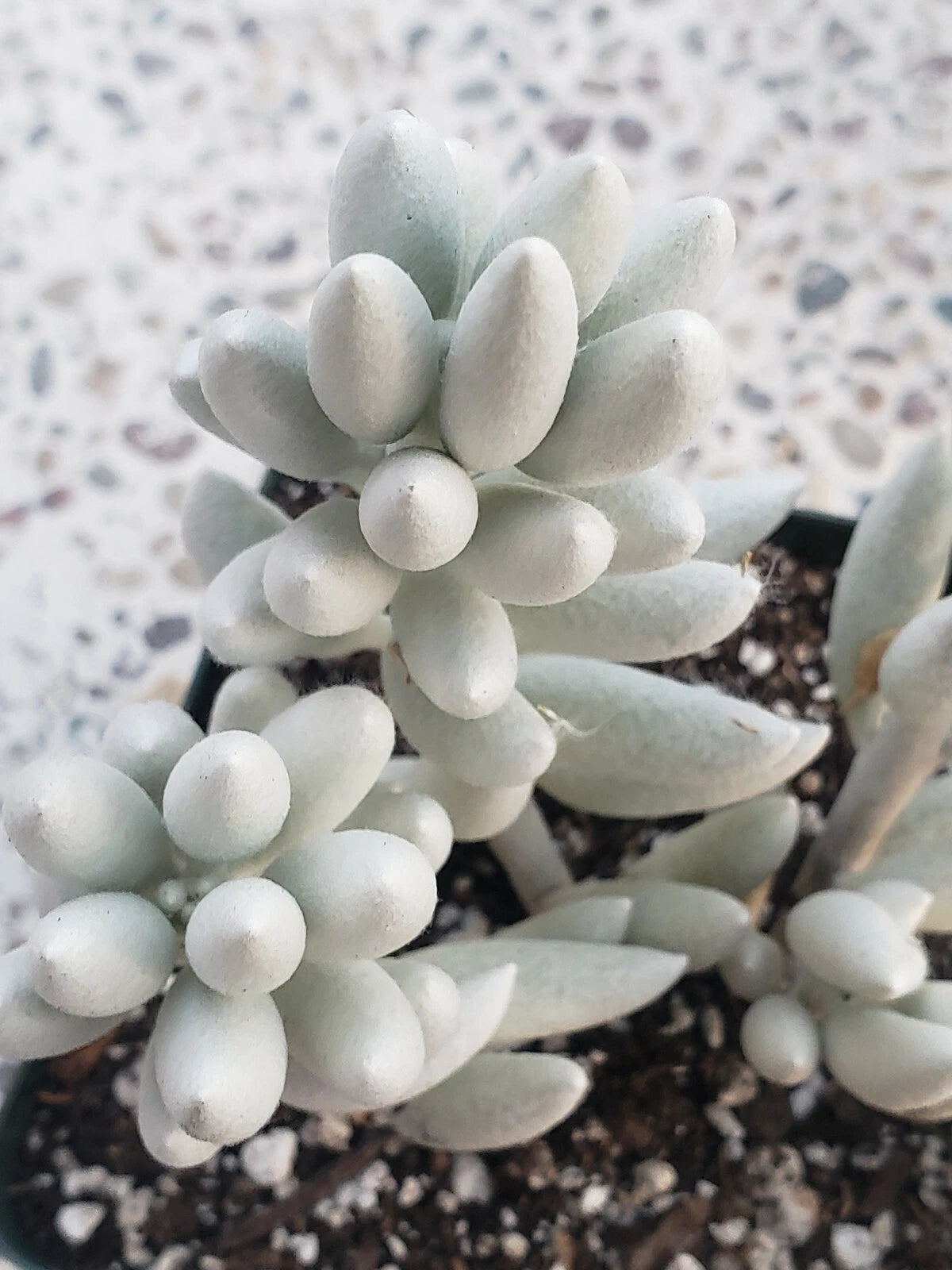 Senecio Haworthii Cutting - 4" Long Unrooted - Whitest Succulent Variety - Ideal for Plant Enthusiasts