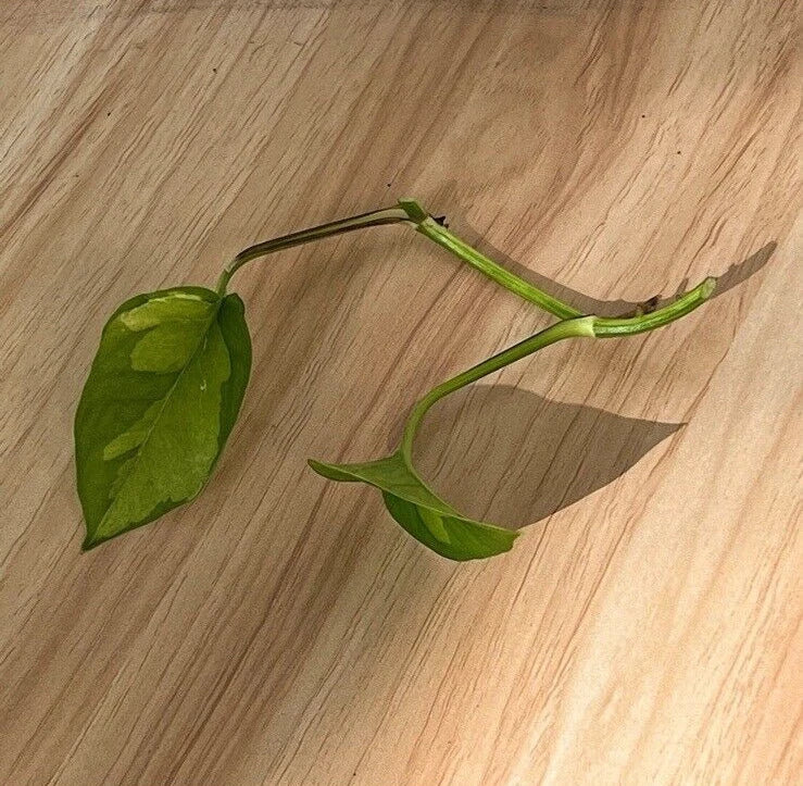Global Green Pothos Cutting - 2 Leaf, 2 Nodes, UNROOTED - Epipremnum aureum Vining Live Plant