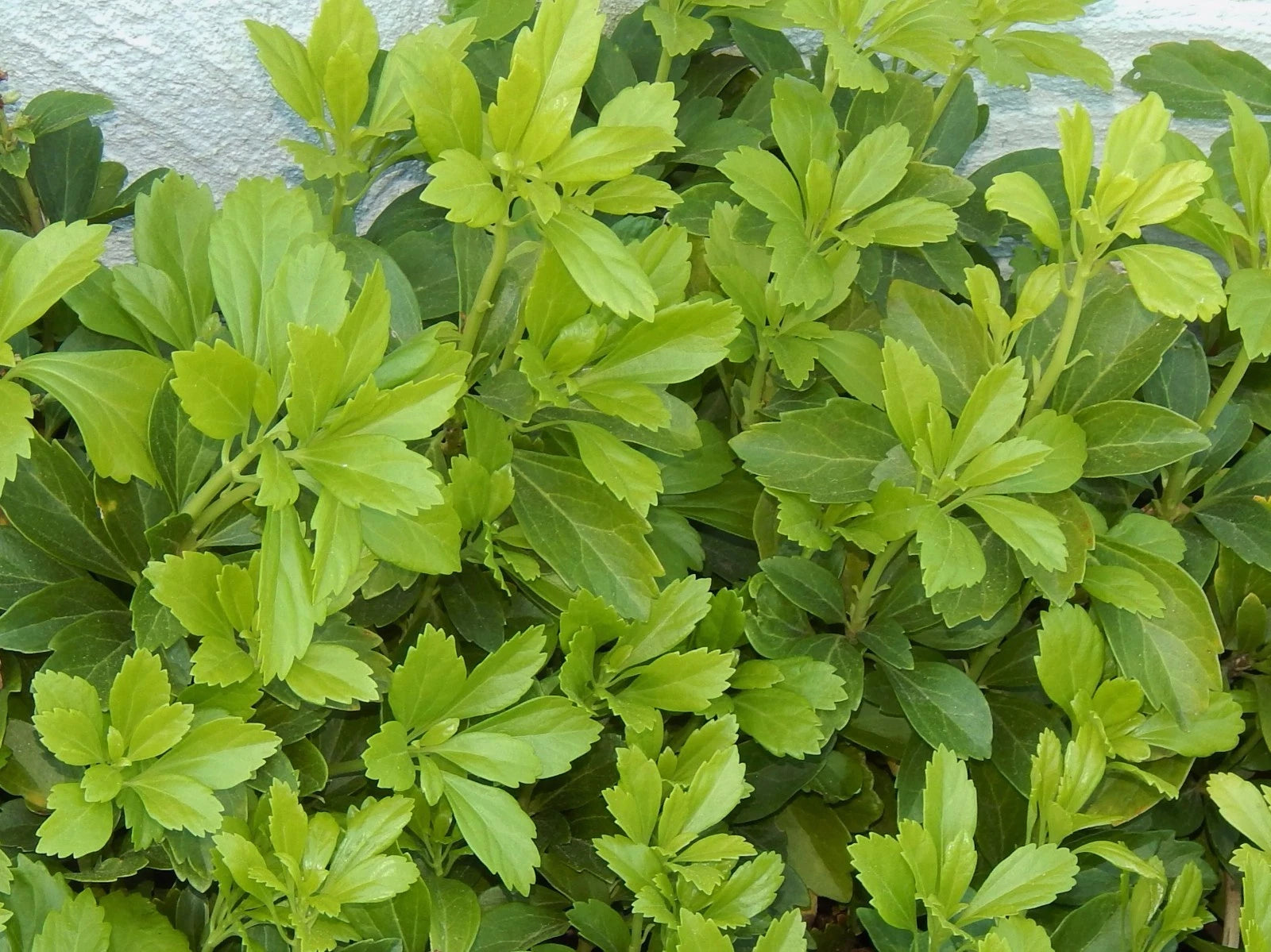 Pachysandra Ground Cover Plants - 100 Organic Evergreen Thick Green Carpet - Shade Tolerant (Pachysandra terminalis)