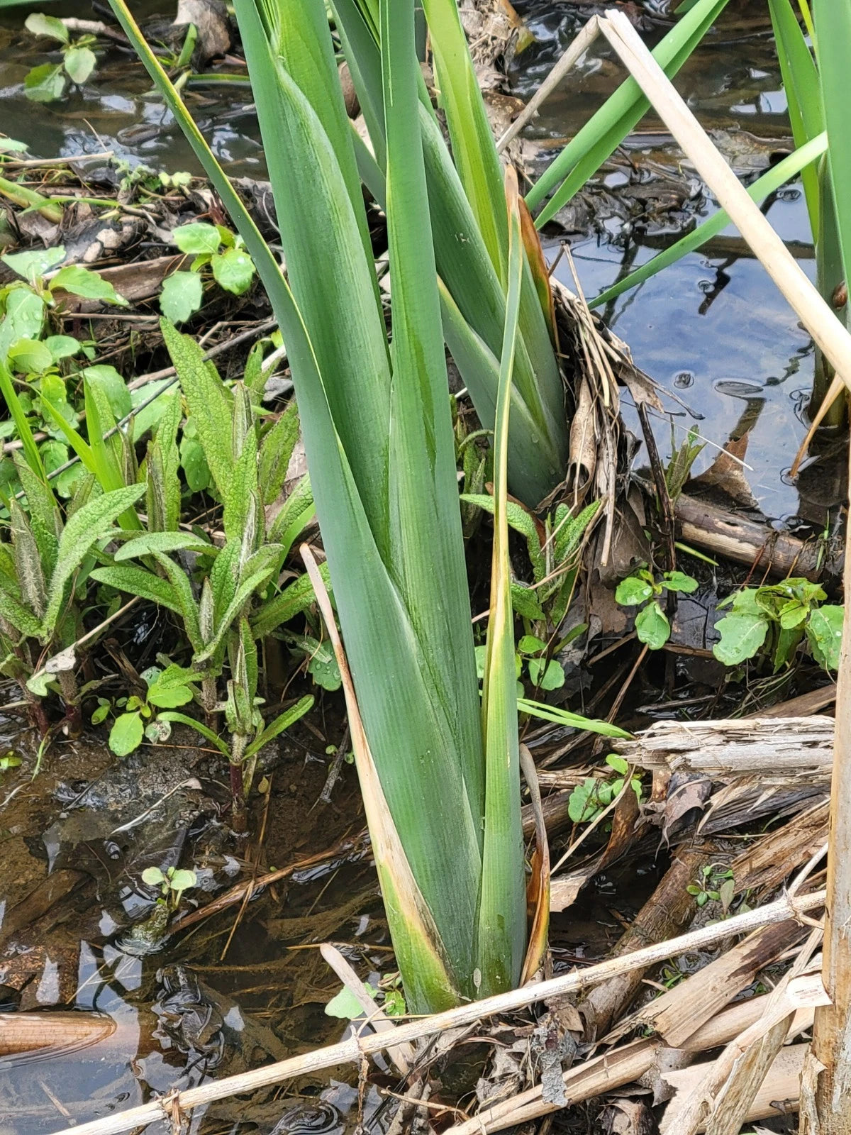 Cattail Plants Live 18"-20" with Roots for Ponds and Bogs - Freshly Harvested (Typha spp.)