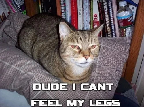 Catnip Seeds 1000+ Non-GMO Heirloom Perennial Herb for Bug Repelling - Nepeta cataria