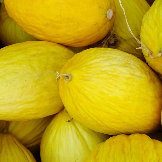Crenshaw Melon Seeds, Heirloom, Non-GMO, Variety Sizes, Cucumis melo, Free Shipping