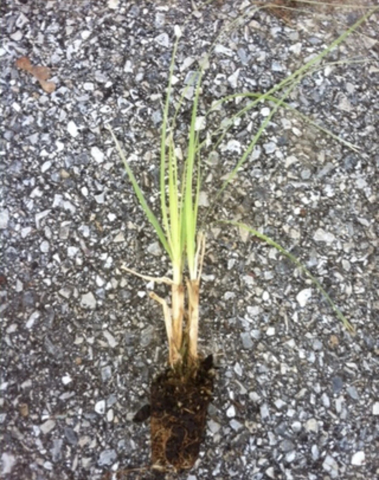 3 Pink Pampas Grass Plugs – Cortaderia selloana Live Ornamental Perennial Plants for Borders, Landscaping, and Decorative Garden Use