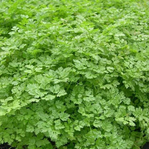 Chervil Seeds - 300 Count - French Parsley Herb Spice - Anthriscus cerefolium - GroCo USA - Buy 15 Ships Free