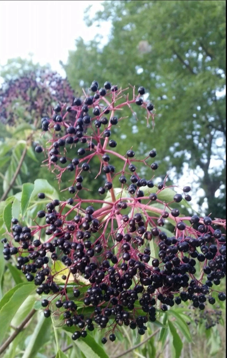 12 Unrooted American Elderberry Cuttings - Edible, Wildlife, Pollinator - Sambucus canadensis